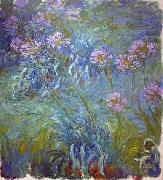 Agapanthus Claude Monet